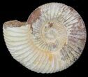2" Perisphinctes Ammonites Fossils - Madagascar - Photo 2